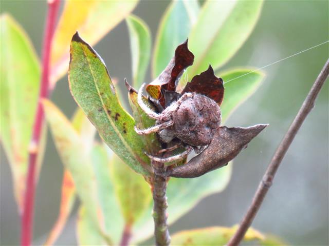 Araneus angulatus  - Portogallo